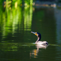 Kormoran