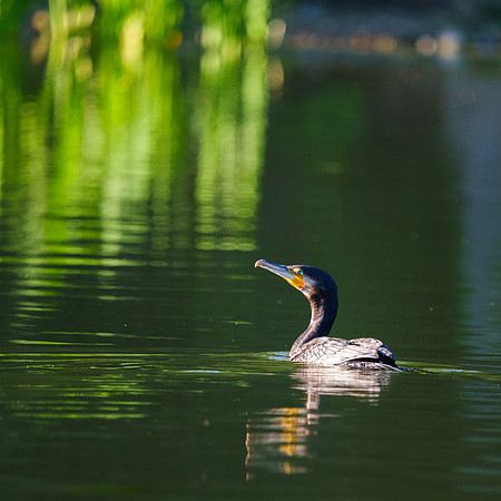 Kormoran