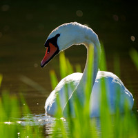 Höckerschwan