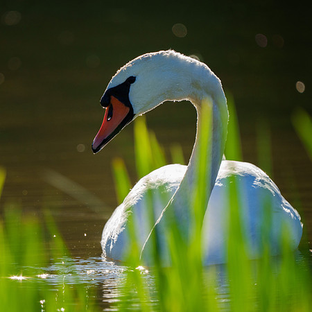 Höckerschwan