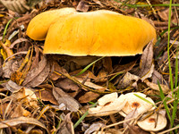 Auch Pilze lieben