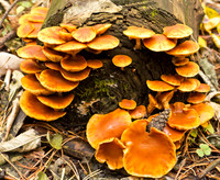 Herbst ist auch Leben