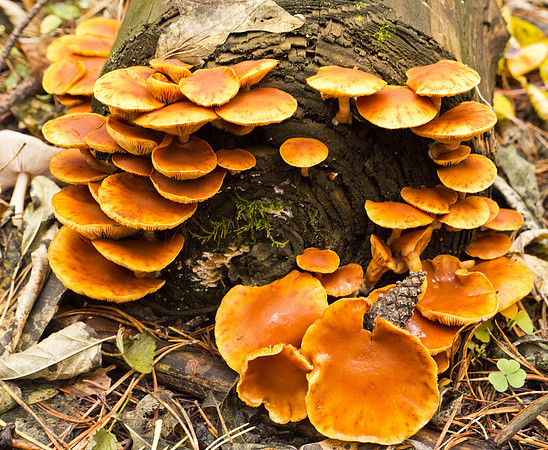 Herbst ist auch Leben